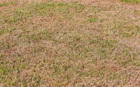 The Ins And Outs Of Dormant Grass Soilkit