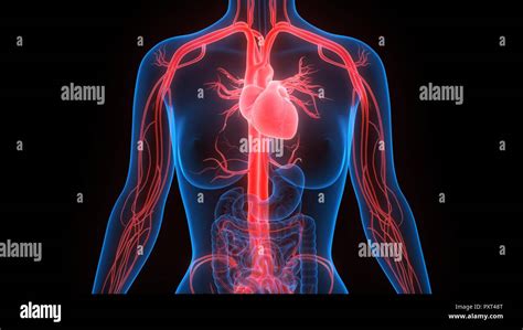 Anatomía Del Sistema Circulatorio Humano Fotografía De Stock Alamy