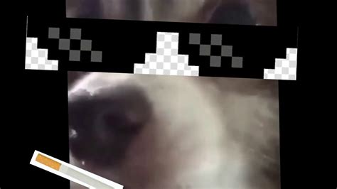 Gangster Dog Youtube