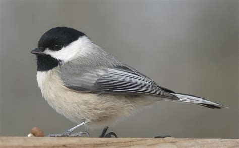 Carolina Chickadee The Texas Breeding Bird Atlas