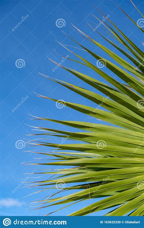 Close Up Of A Palm Tree Leaf In The Sunny Day Stock Photo Image Of