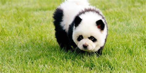 Panda Dogs Are Dogs That Look Like Pandas Photos
