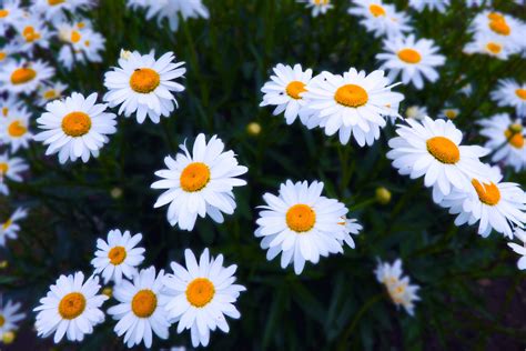 Download Daisy Flower Royalty Free Stock Photo And Image