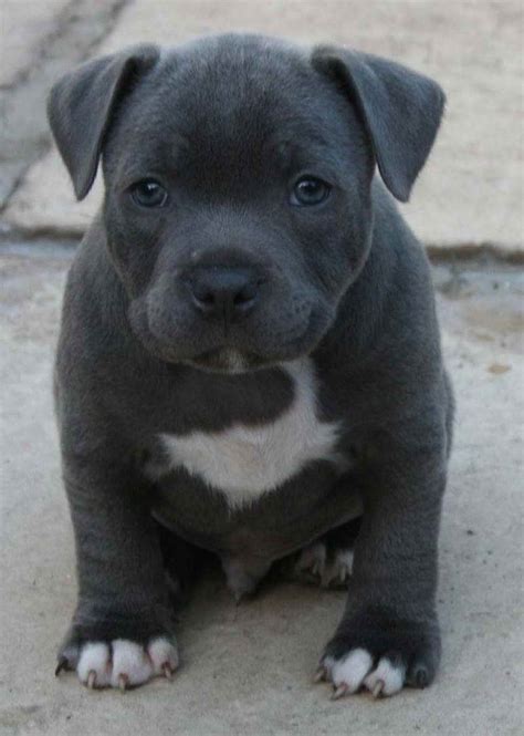 Blue Staffordshire Bull Terrier Breeders Image Bleumoonproductions