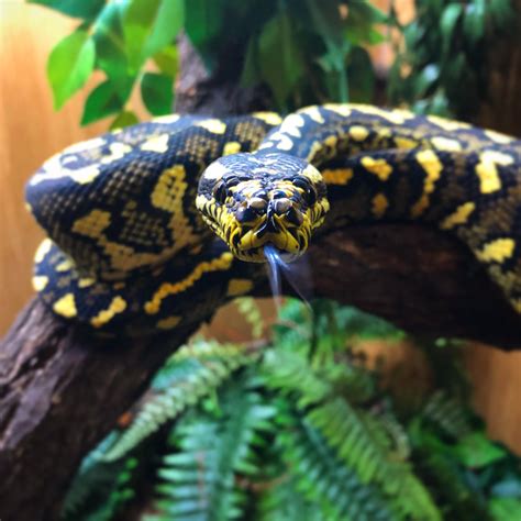 Carpet Python — Jensens Reptiles