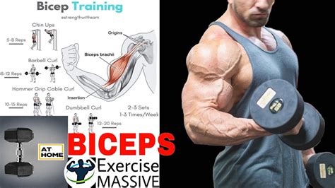 Best Biceps Exercise At Home The Perfect Biceps Workout Dumbbell