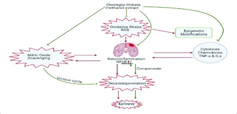 Diagrammatic Representation Of The Role Of Oxidative Stress And Neuro