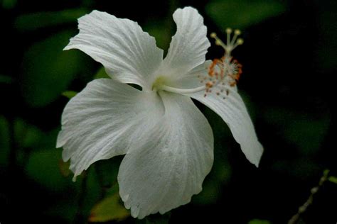 Tanaman bunga merupakan salah satu makhluk hidup yang memiliki rupa yang cantik, dan sebagian besar memiliki wangi yang harum. Paling Bagus 15+ Gambar Bunga Raya Putih - Gambar Bunga Indah