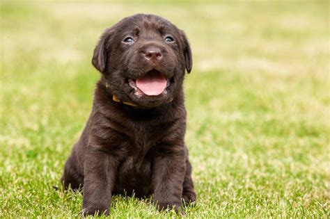 Labrador Retrievers Characteristics Facts And Information About Labs