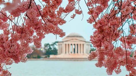 Cherry Blossoms On The Tidal Basin In Washington Dc Youtube
