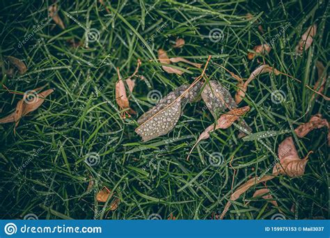 Beautiful Fall Leaves With Water Drops After Rain Amazing Autumn