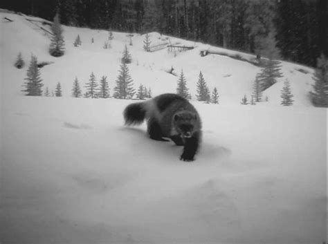 Banff And Lake Louise Tourism On Twitter Canada Wildlife Wolverine