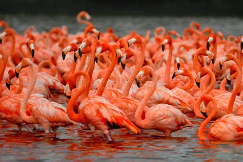 Flock Of Greater Flamingos Stock Image Image Of Great 56340509