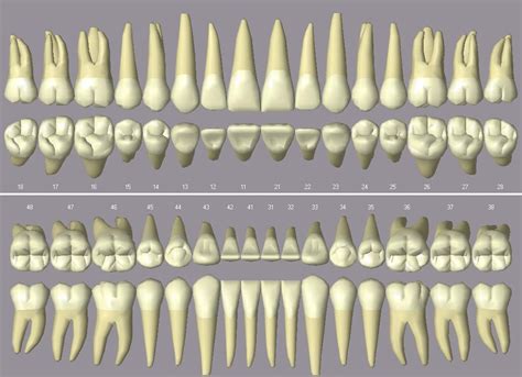 Um Pouco De Odonto Introdu O A Anatomia Dental