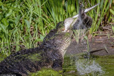 Texas Photographer Captures A Huge Alligator Eating A Smaller One