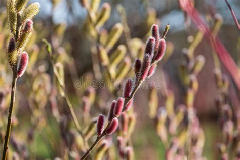 Flower Of Salix Gracilistyla `mount Aso` Plant Furry Pink Catkins