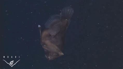 Black Sea Devil Video Deep Sea Angler Fish Angler Fish Caught In Rare