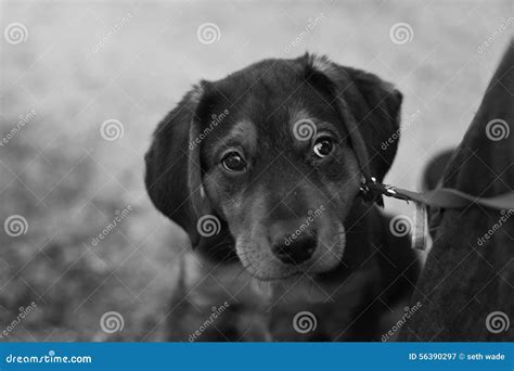 Sad Puppy Stock Image Image Of Puppy Play Lonely 56390297