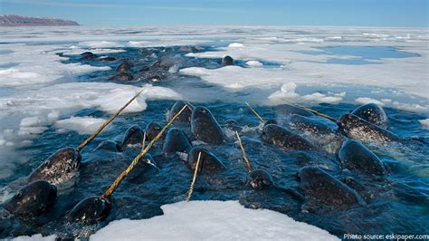 Interesting Facts About Narwhals Just Fun Facts