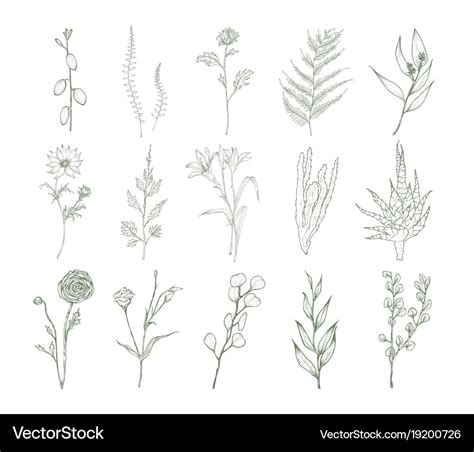 Set Of Detailed Botanical Drawings Of Flowers Vector Image
