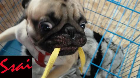 Angry Pug Must Watch Youtube