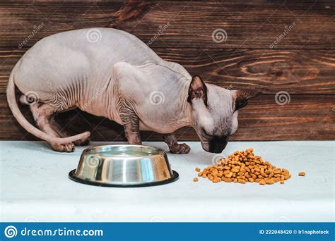 The Bald Cat Of The Canadian Sphynx Breed Is Eating Dry Food Stock