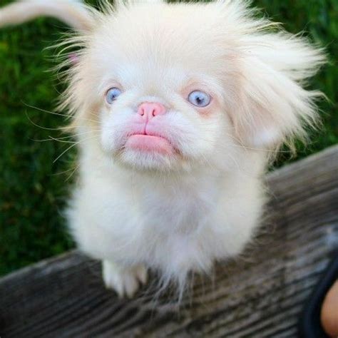 Albino Pekingese Albino Dog Rare Albino Animals Super Cute Animals