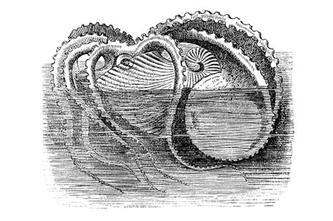 The Nautilus From Latin Nautilus Paper Nautilus Stock Illustration