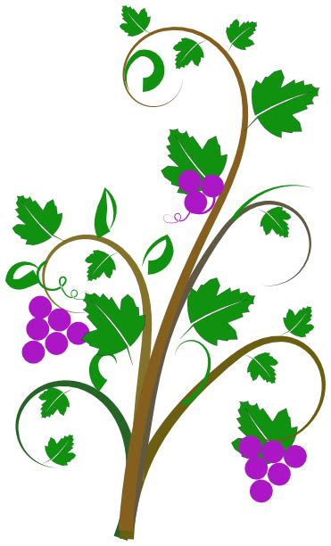 Flowers On A Vine Drawing Clip Art Library