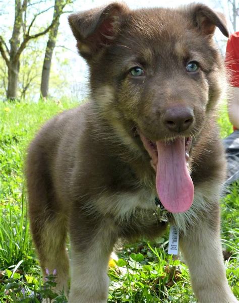Liver And Tan German Shepherd Puppies Pets Lovers