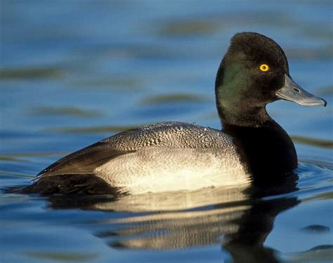 Lesser Scaup The Lesser Scaup Is A Small North American Diving Duck
