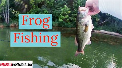 Frog Fishing For Huge Bass Youtube