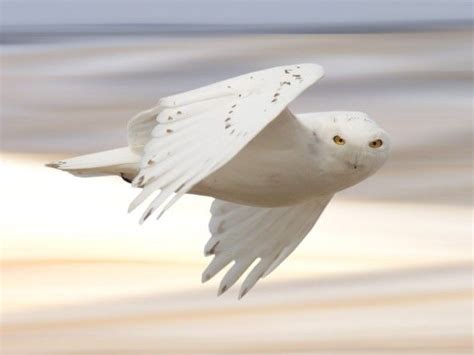 How Owls Twist Their Heads Almost 360 Degrees Snowy Owl Owl Animals