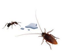 Ants tend to enjoy the same sort of foods as we do so it's not surprising they often find it advantageous to put each incidence of infestation will require its own tailored solution but some of the general preventative. Do you really need to use a pesticide? | Pest Control and ...
