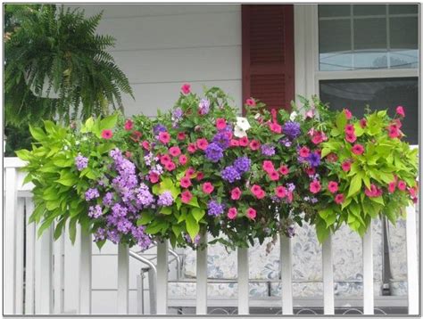 Fresh flowers from our farms to your door. Full Sun Plants For Window Boxes | Window box flowers ...