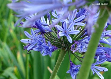 If you want to see more amazing pictures and all the expert tips on how to buy seeds, plant, care for your names of flowers with a, click on the name of each flower chosen below: Natural blue flower | It comes naturally | Pinterest