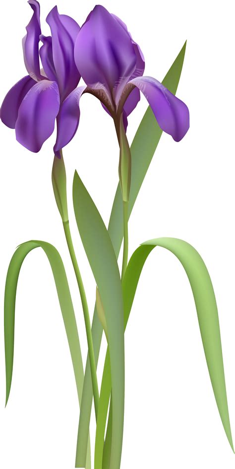 Free Iris Cliparts Download Free Iris Cliparts Png Images Free