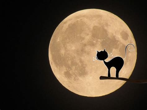 Moon Cat Mystical · Free Image On Pixabay