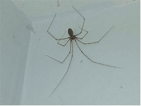 Black widow spiders carry a potent venom that can affect humans, but only mature females have chelicerae (mouthparts) long enough to break human skin. Cellar Spider VS Black Widow Spider Difference Characteristics