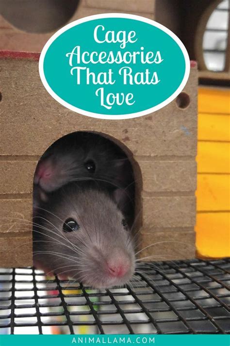 Rat Cage Accessories And Decorations For A Comfortable Rat Home