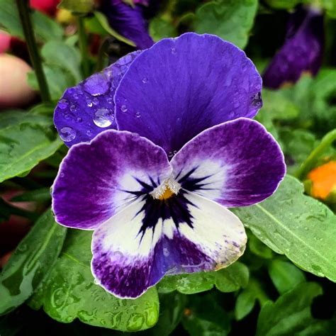 Most Up To Date Cost Free Winter Pansies Suggestions Pansies Will Be