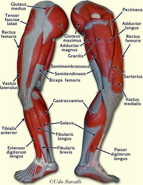 Labeled Muscles Of Lower Leg Yahoo Search Results Leg Muscles Anatomy