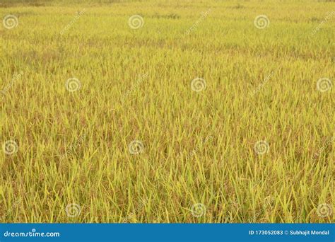 Yellowish Green Rice Field In The Fields Of Goa India Stock Image