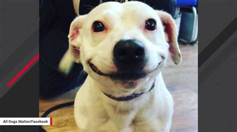 Stray Dog Finds Forever Home After Smile Photo Goes Viral