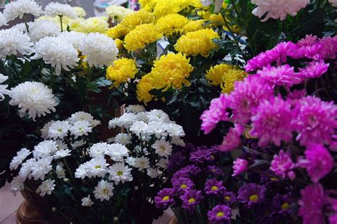 80 Most Popular Types Of Flowers Photos And Details Chrysanthemum