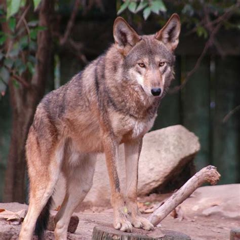 Red Wolf Fresno Chaffee Zoo