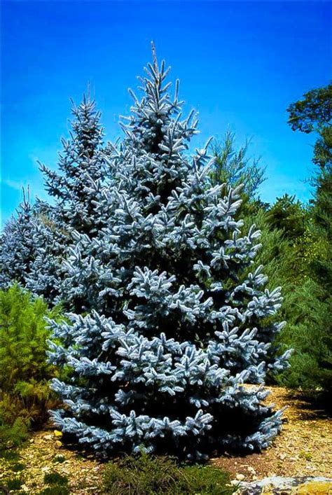 Hoopsi Blue Spruce Evergreen Garden Evergreen Trees Landscape Borders