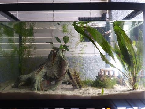 Planted Axolotl Tank Any Advice Aquariums