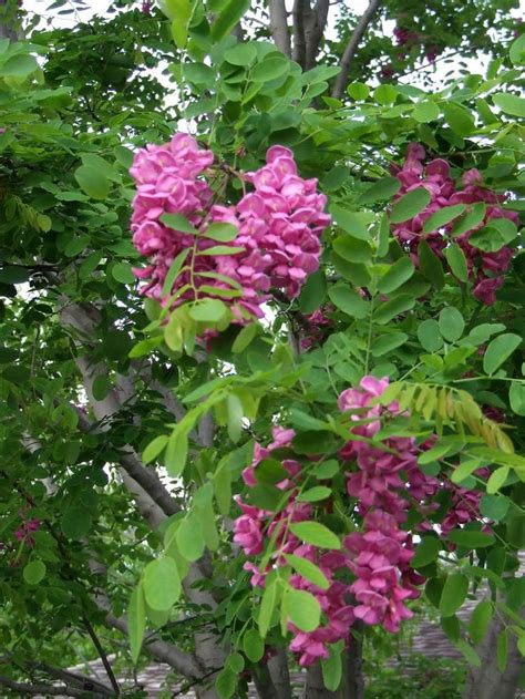 A tree fell, and its massive trunk blocked the road. The Locust Tree In Flower Meaning | Best Flower Site