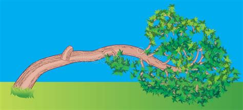 Falling Tree Stock Vector Illustration Of Orange Forest 217304723